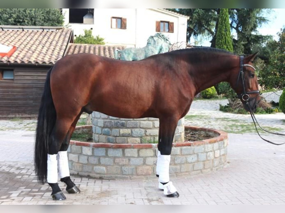 PRE Mix Stallion 6 years 16,2 hh Brown in Barcelona