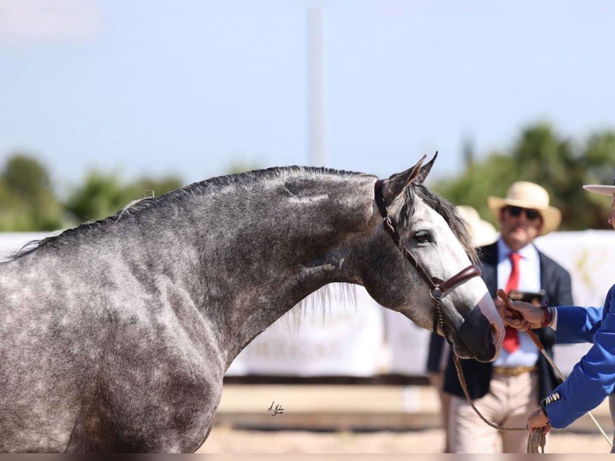 PRE Mix Stallion 6 years 16,2 hh Gray-Dapple in Martfeld