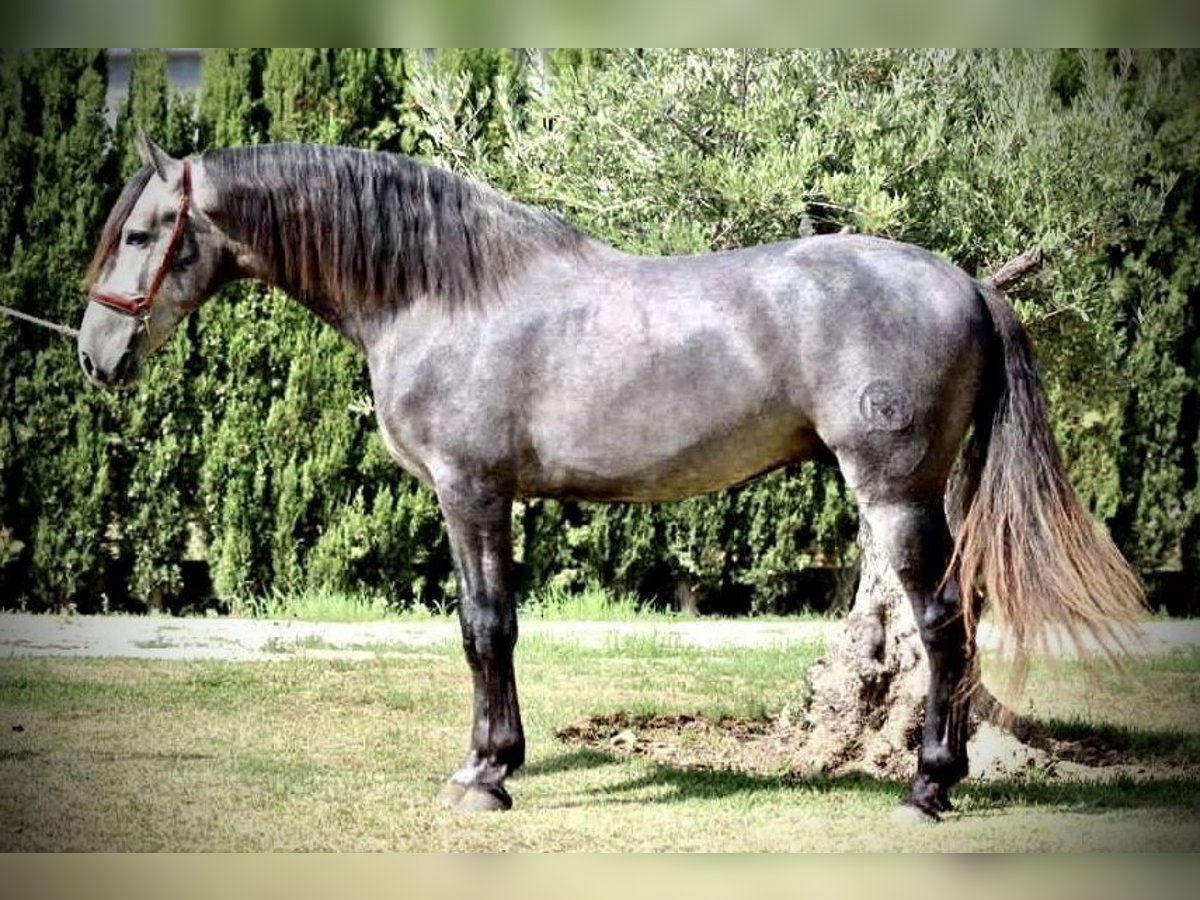 PRE Stallion 6 years 16,2 hh Gray in Palma De Mallorca