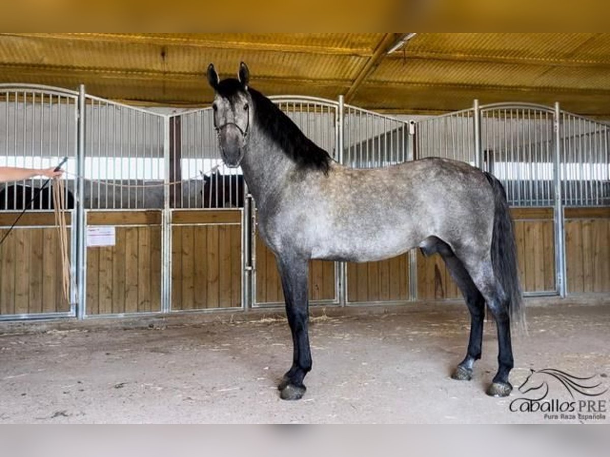 PRE Stallion 6 years 16,2 hh Gray in Merida