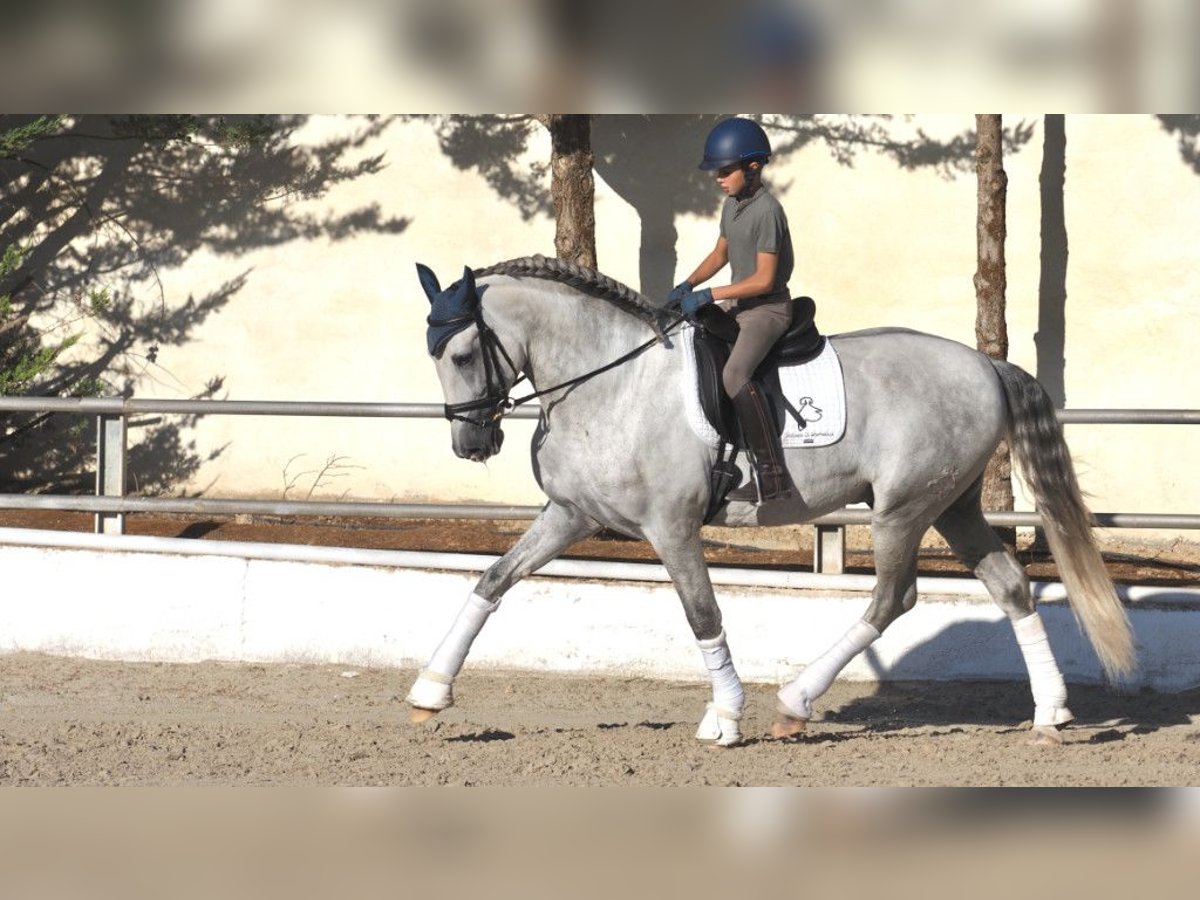 PRE Mix Stallion 6 years 16,2 hh Gray in NAVAS DEL MADRONO