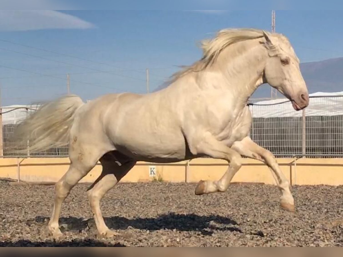 PRE Mix Stallion 6 years 16 hh in Almerimar