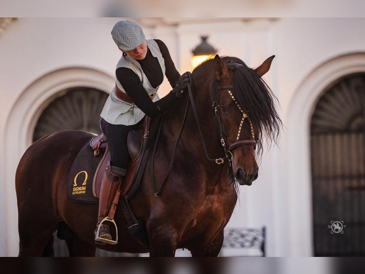 PRE Mix Stallion 6 years 16 hh Bay-Dark in Martfeld