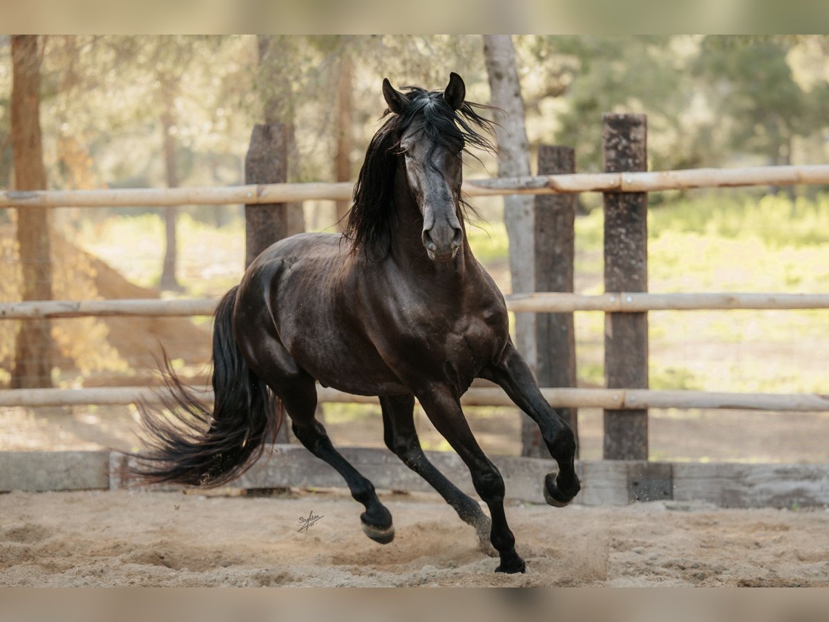 PRE Stallion 6 years 16 hh Black in El Catllar