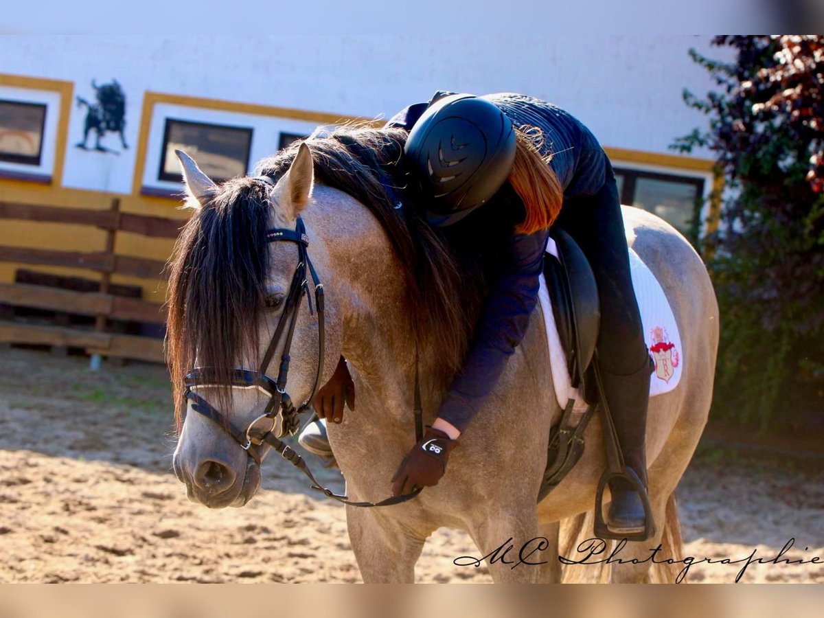PRE Mix Stallion 6 years 16 hh Brown Falb mold in Polenz