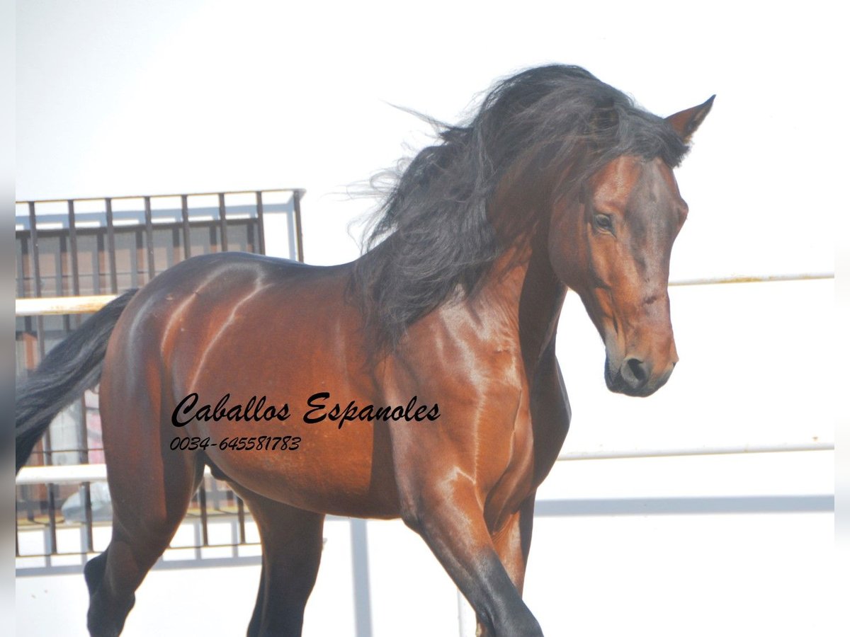 PRE Stallion 6 years 16 hh Brown in Vejer de la Frontera