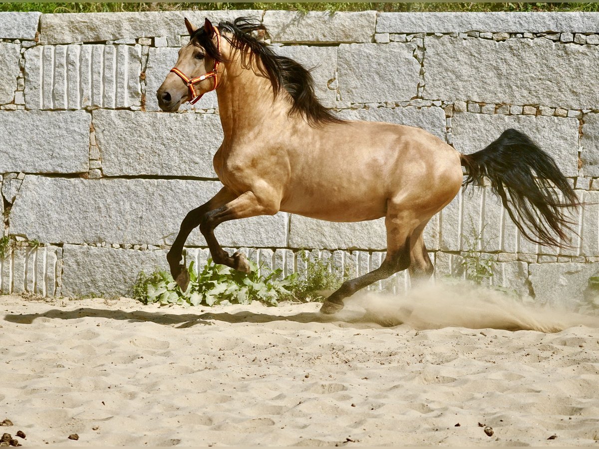 PRE Stallion 6 years 16 hh Dun in Ourense
