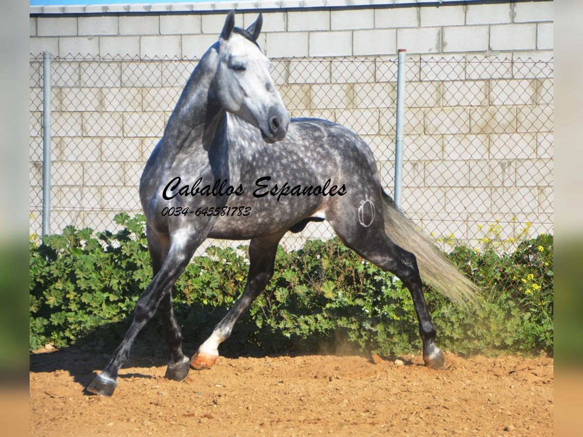 PRE Stallion 6 years 16 hh Gray-Dapple in Vejer de la Frontera