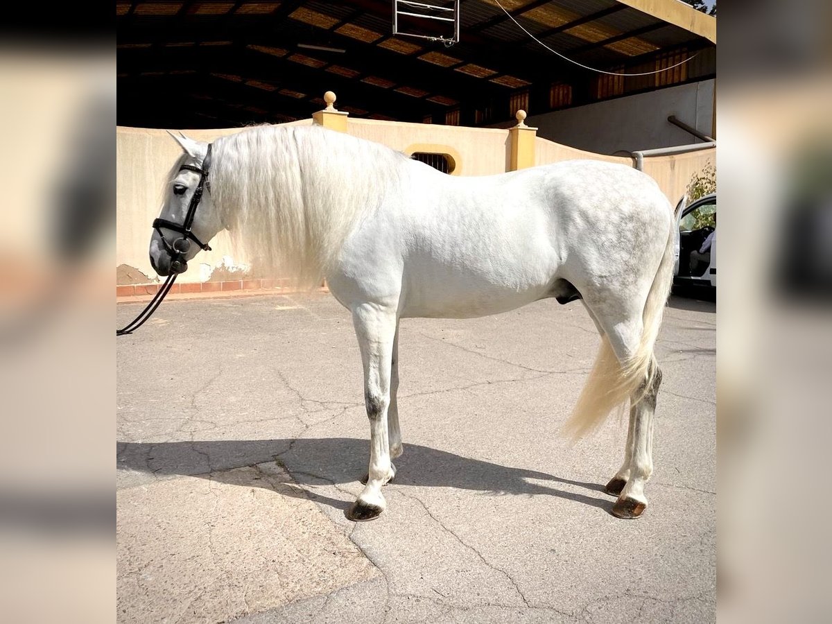 PRE Stallion 6 years 16 hh Gray in Cartagena