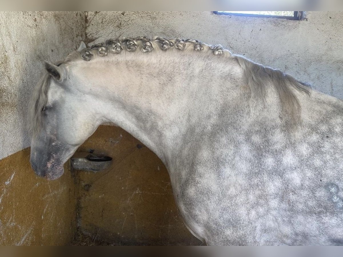 PRE Mix Stallion 6 years 16 hh Gray in Madrid