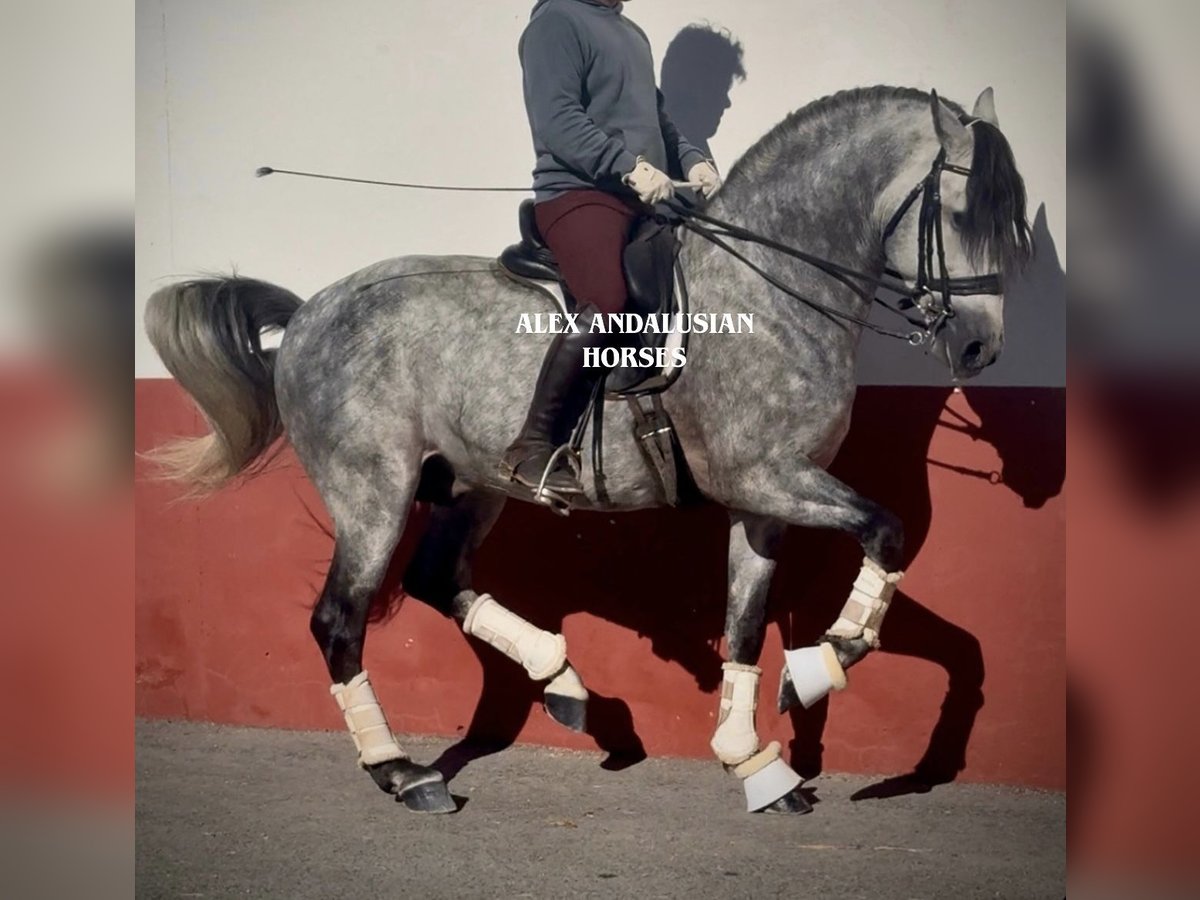 PRE Mix Stallion 6 years 16 hh Grey-Dapple in Sevilla