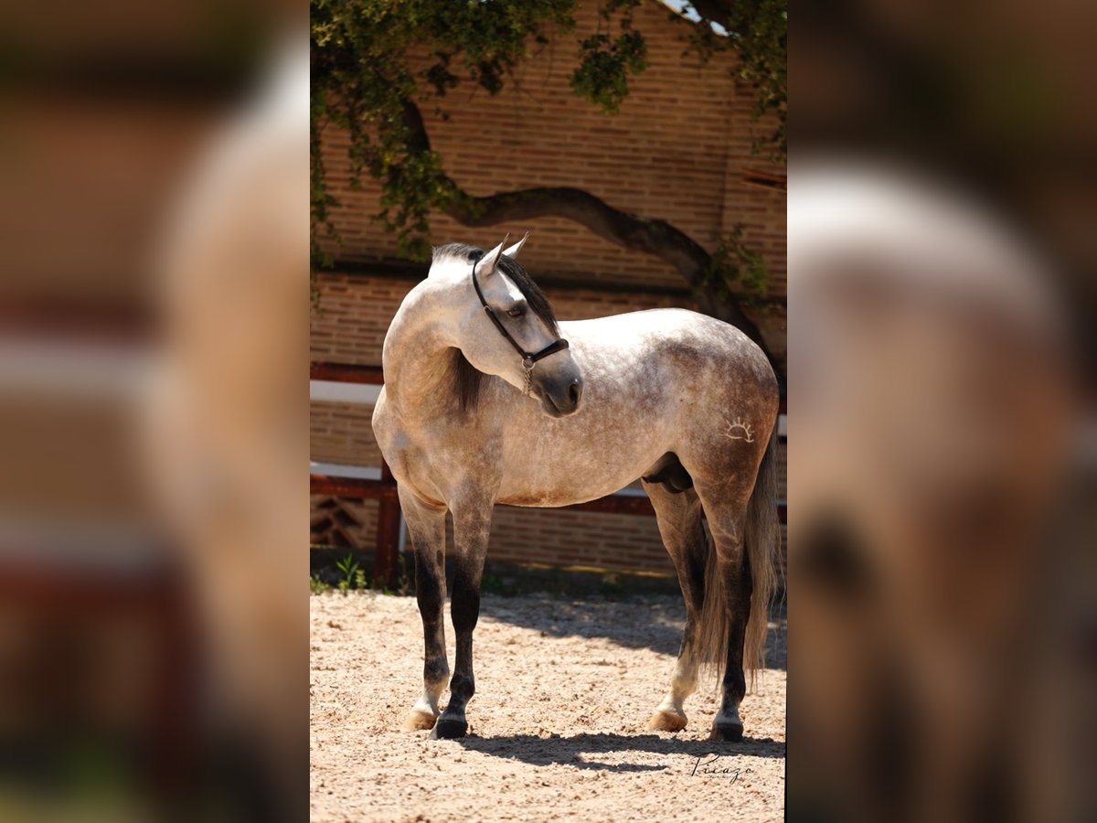 PRE Mix Stallion 6 years 16 hh Grey in El Catllar
