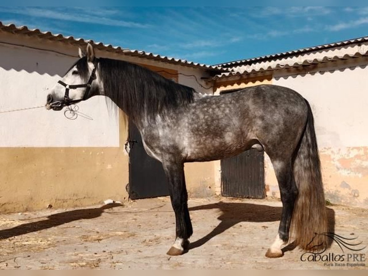 PRE Stallion 6 years 16 hh Grey in Madrid