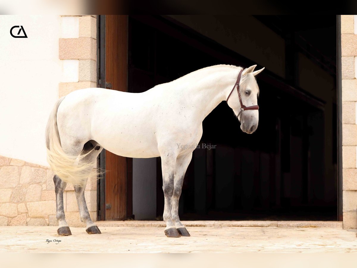 PRE Stallion 6 years 16 hh Grey-Fleabitten in Puerto Lumbreras