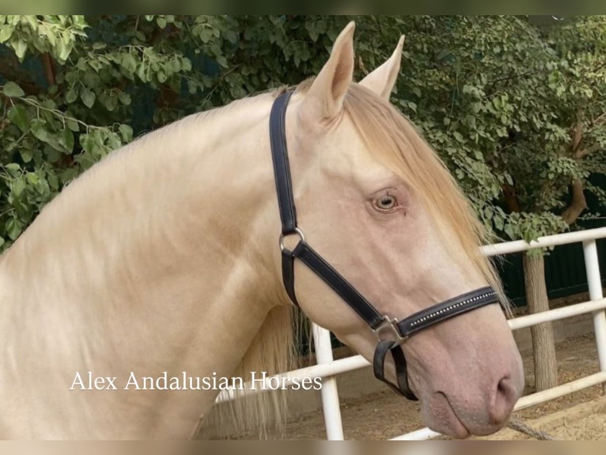 PRE Mix Stallion 6 years 16 hh Perlino in Sevilla