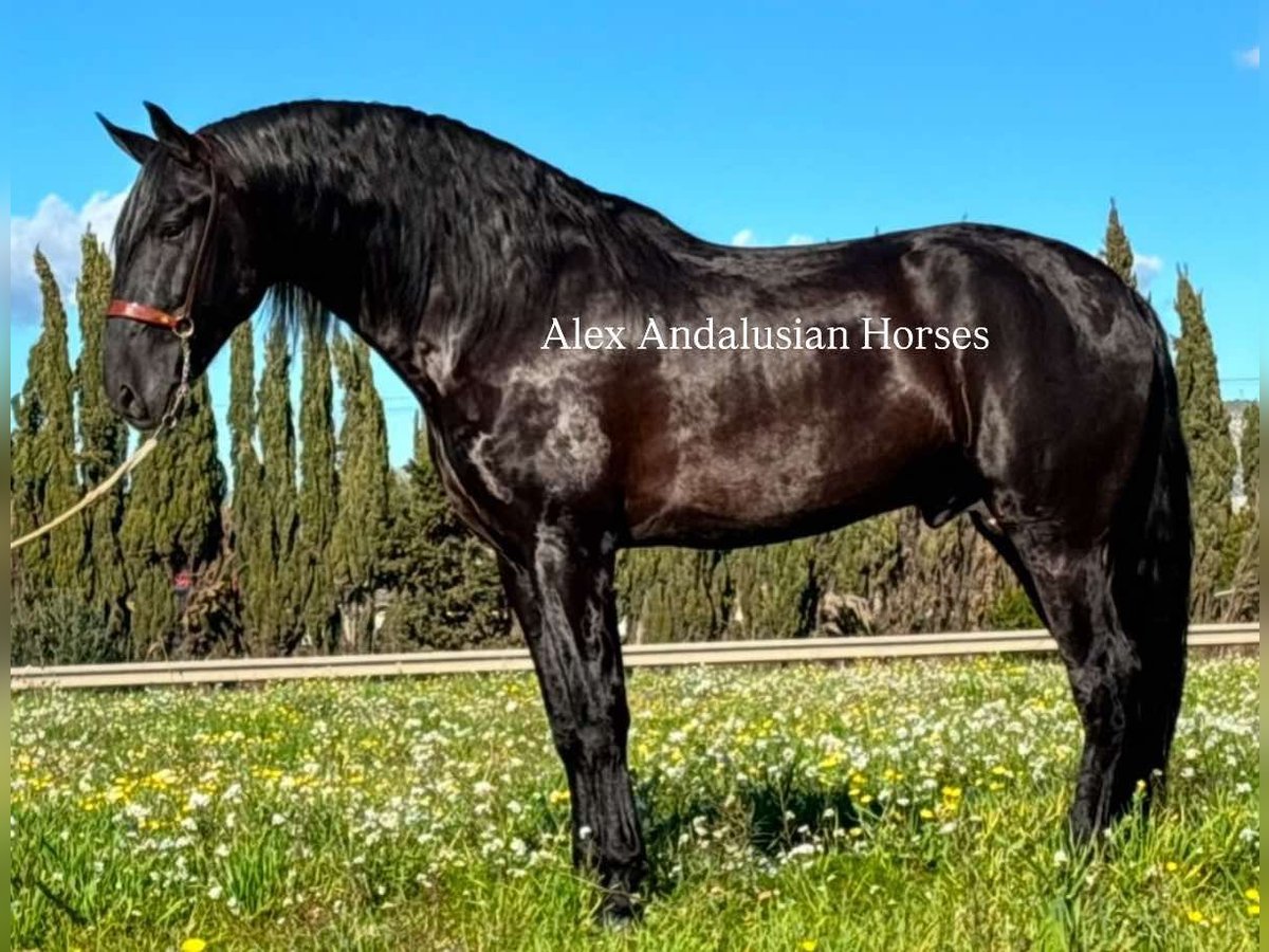 PRE Mix Stallion 6 years 16,1 hh in Sevilla