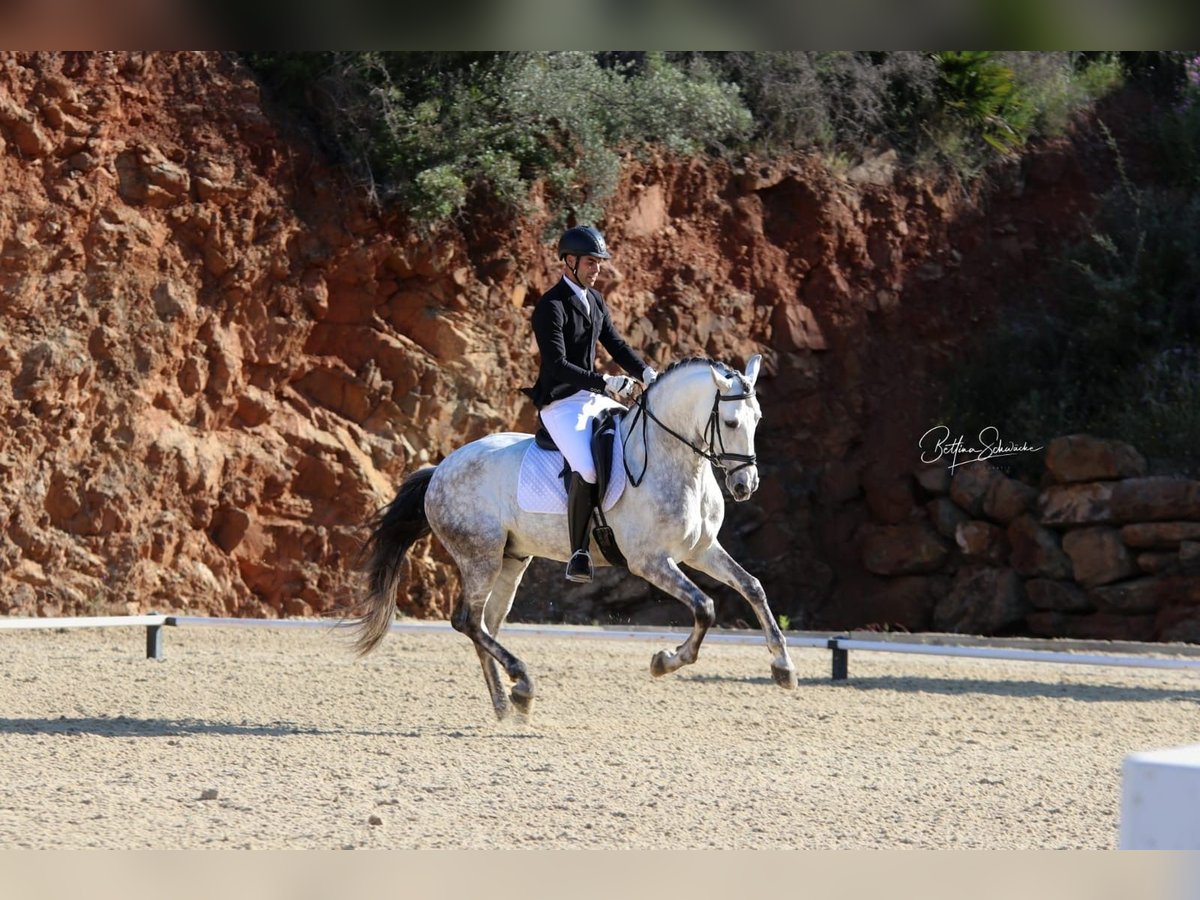 PRE Mix Stallion 6 years 16,1 hh Gray-Dapple in Martfeld