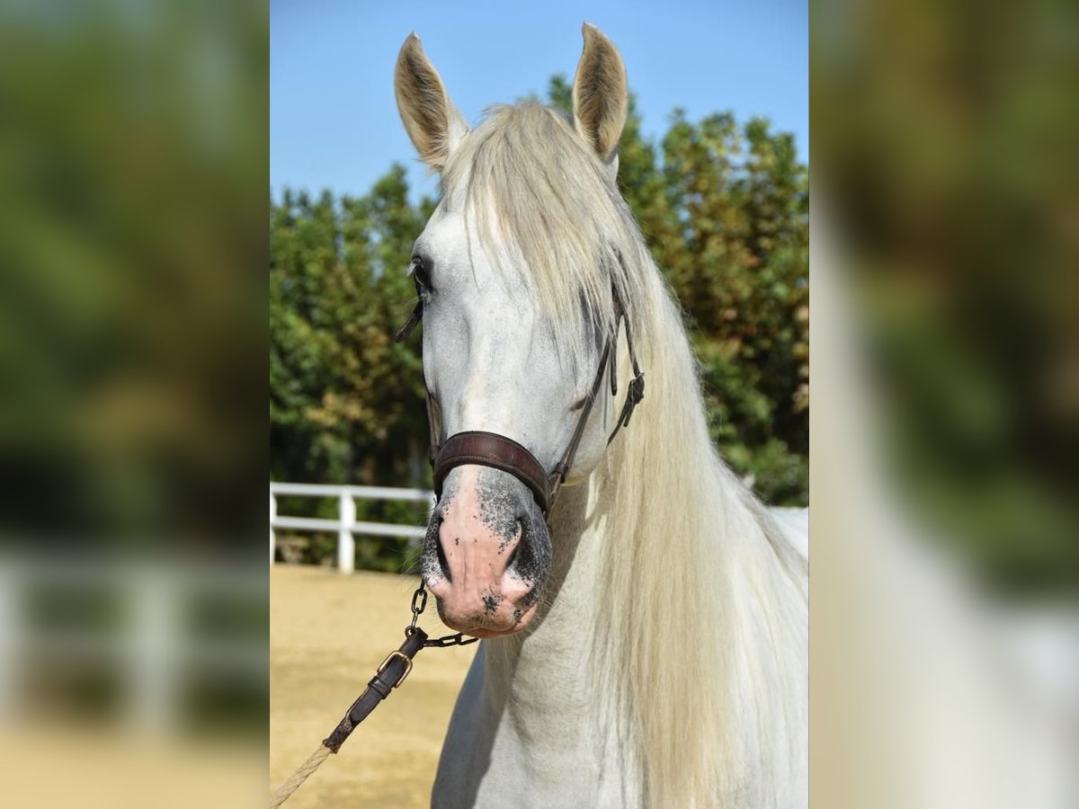 PRE Mix Stallion 6 years 16,1 hh Gray in Malaga