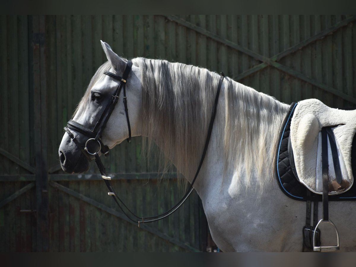 PRE Mix Stallion 6 years 16,1 hh Grey-Dapple in El Real De La Jara,Sevilla