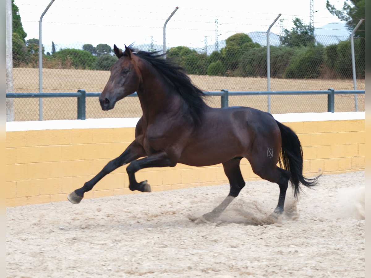 PRE Mix Stallion 6 years 16,2 hh Bay-Dark in Hamburg