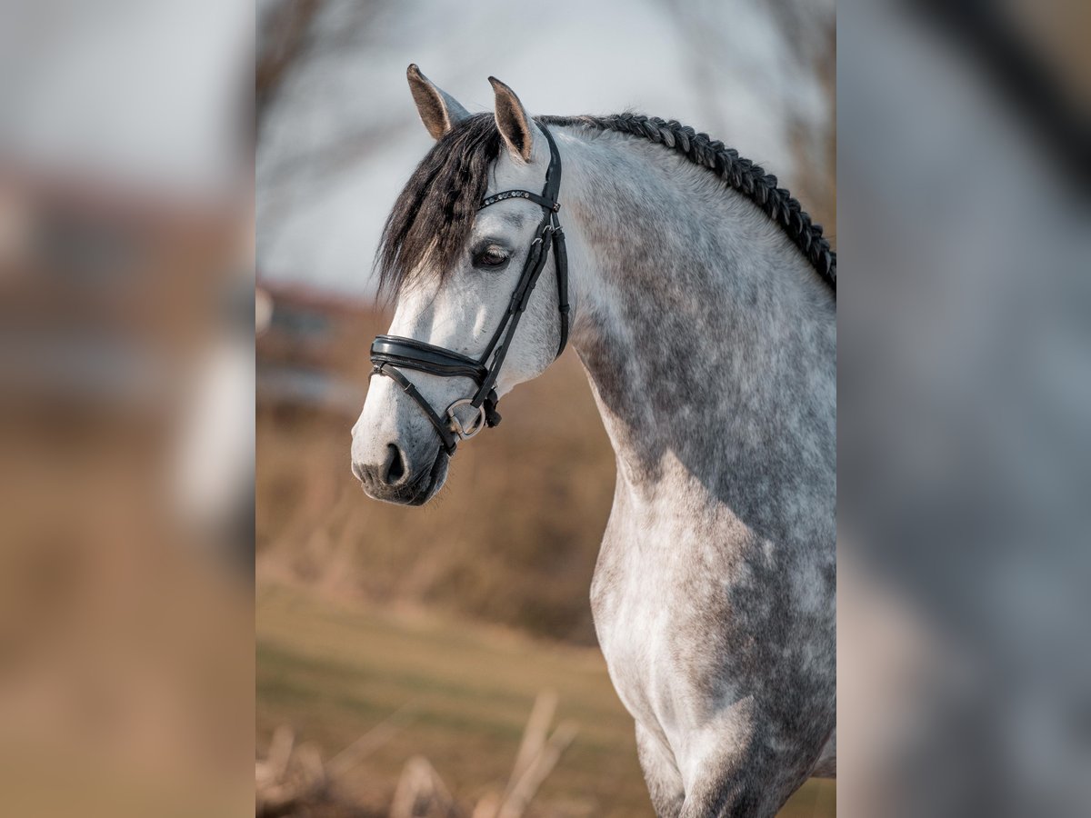 PRE Mix Stallion 6 years 16,2 hh Gray in Vinkeveen