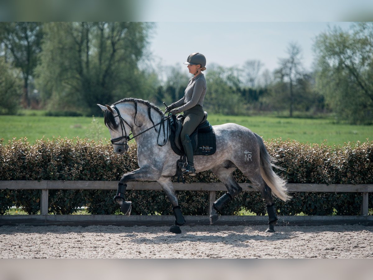 PRE Mix Stallion 6 years 16,2 hh Gray in Vinkeveen