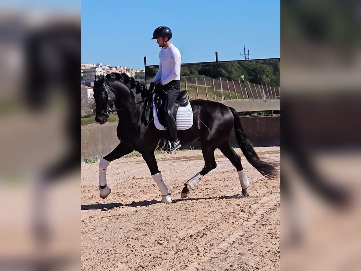 PRE Mix Stallion 6 years 16,3 hh Black in Santa Perpetua de Mogoda