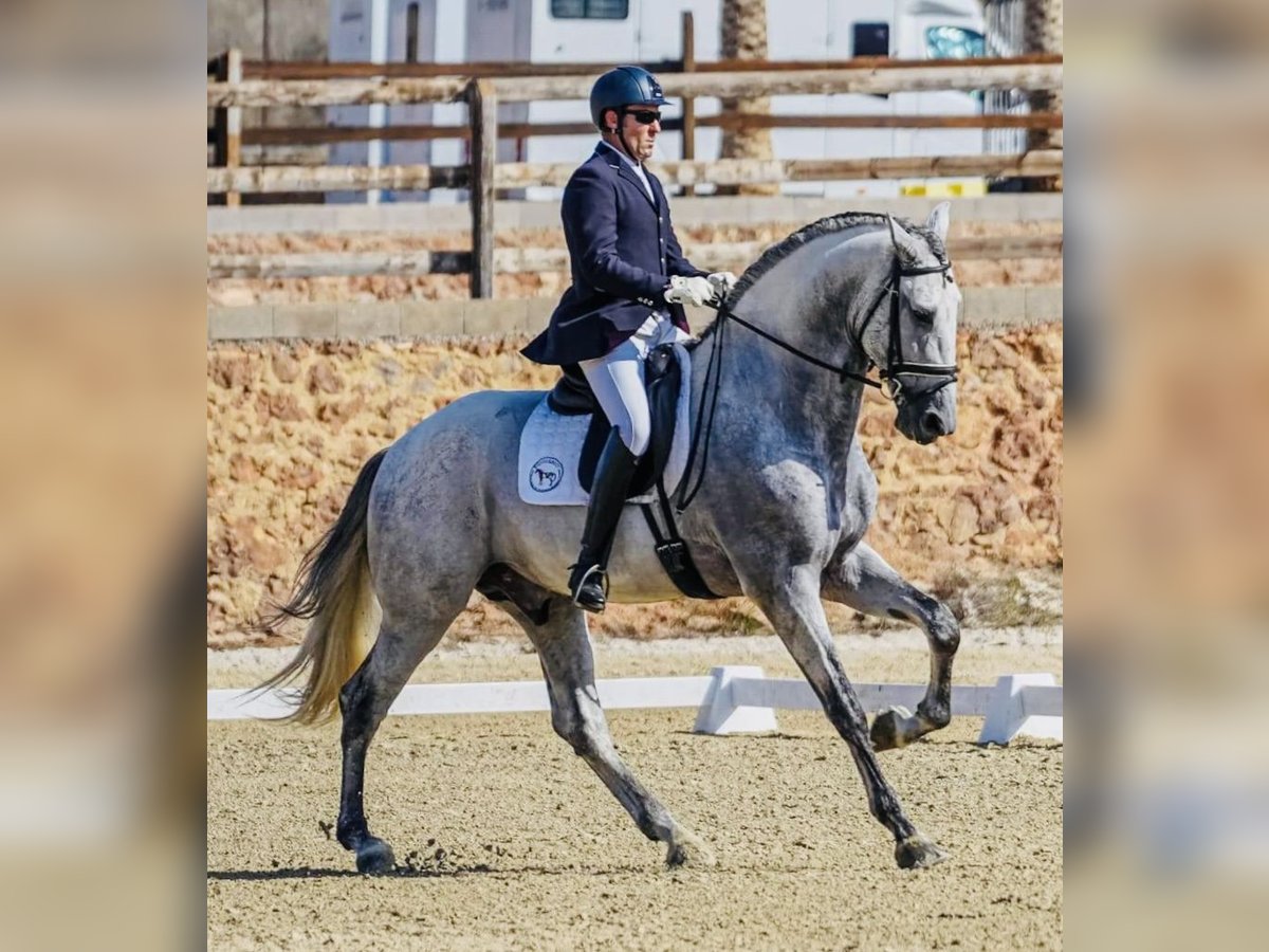 PRE Stallion 6 years 17,2 hh Gray in Gandia