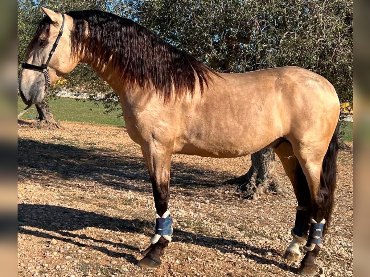 PRE Stallion 6 years 17 hh Buckskin in Cubelles