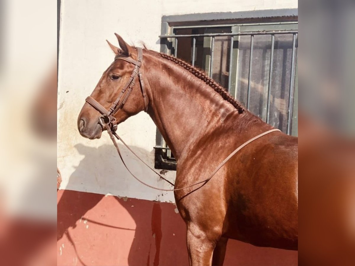 PRE Mix Stallion 6 years 17 hh Chestnut-Red in Talarrubias