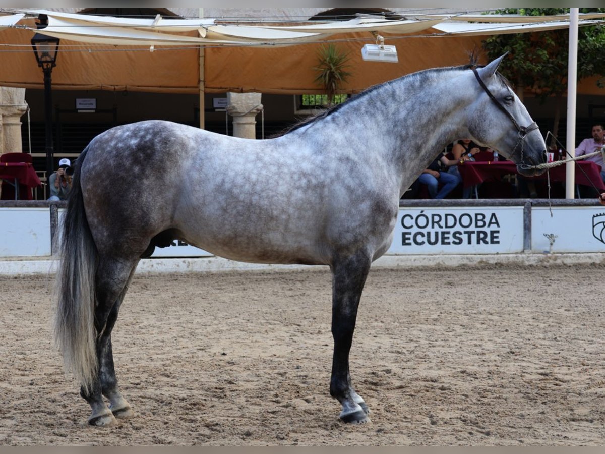 PRE Stallion 6 years 17 hh Gray in Monesterio