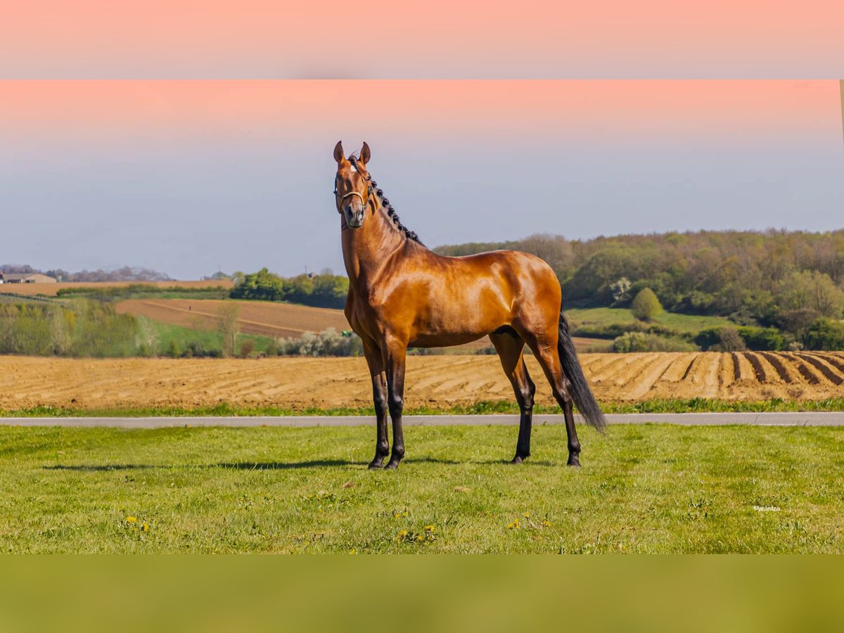 PRE Mix Stallion 6 years 17,1 hh Brown-Light in HEUVELLAND