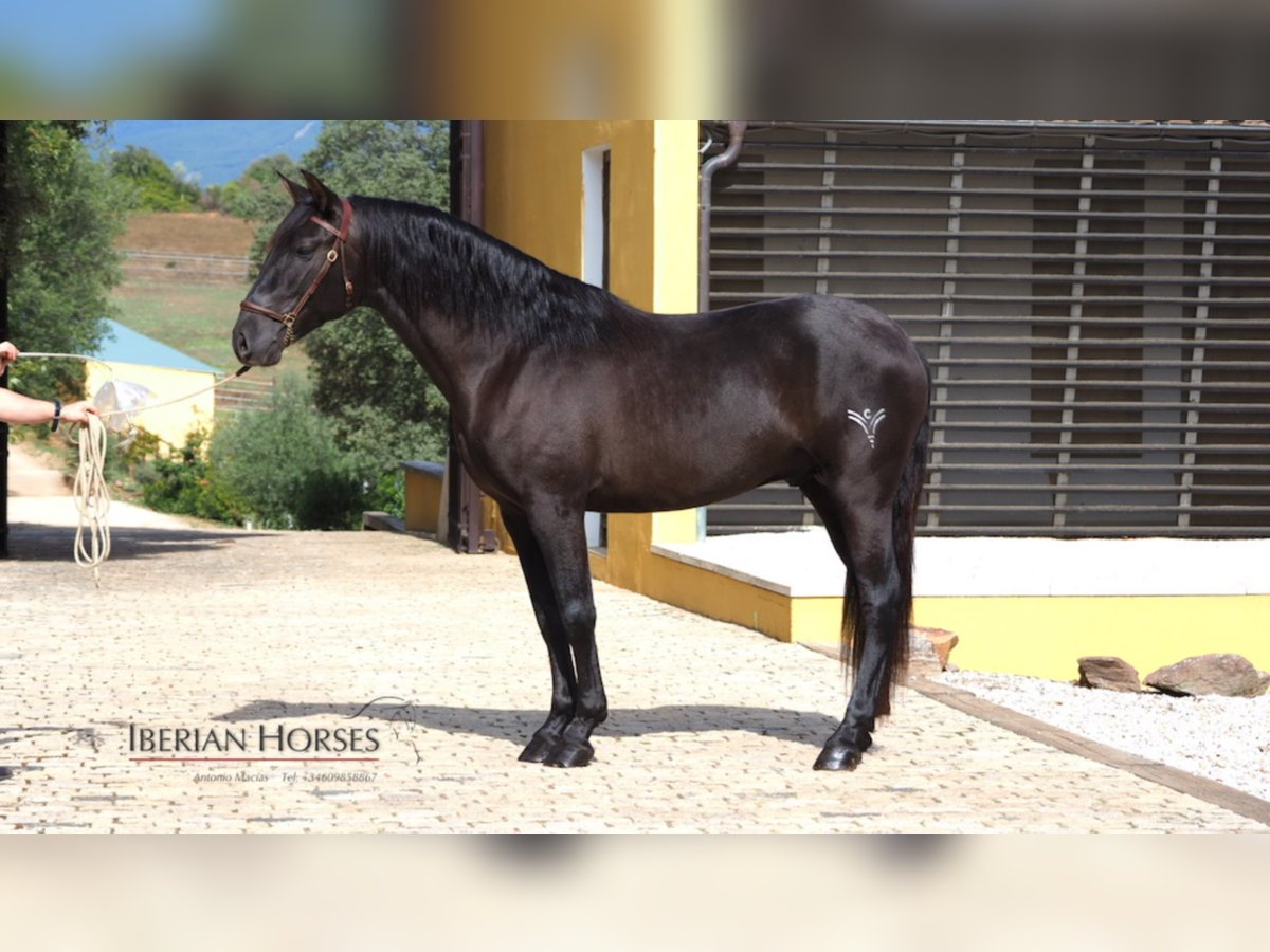 PRE Mix Stallion 7 years 15,2 hh Black in NAVAS DEL MADRONO