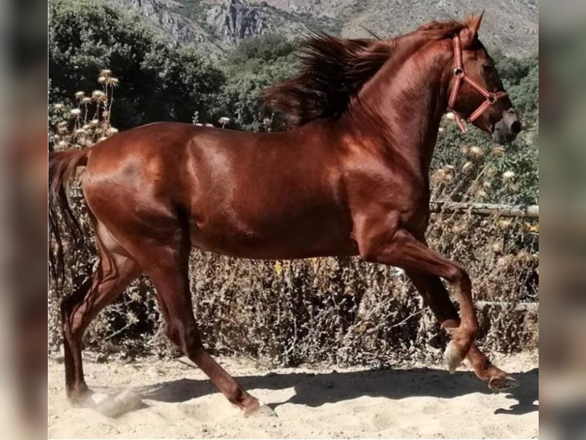 PRE Mix Stallion 7 years 15,2 hh Chestnut-Red in Malaga