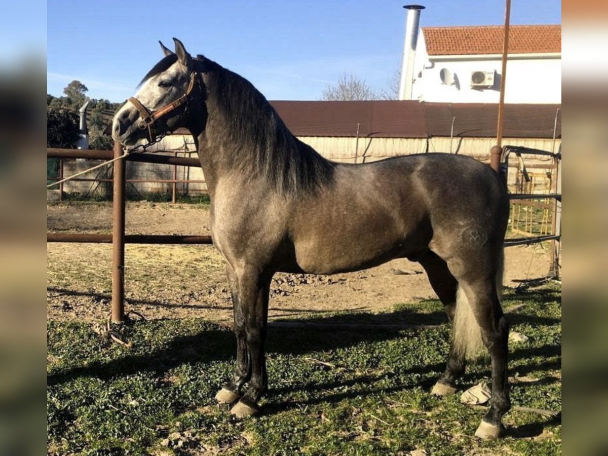 PRE Stallion 7 years 15,2 hh Gray in Estepona