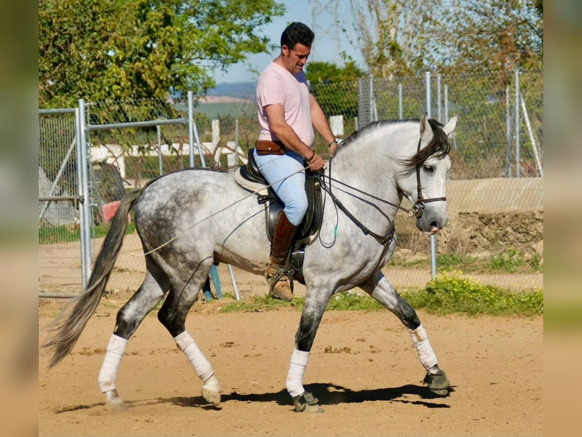 PRE Mix Stallion 7 years 15,2 hh Gray in Adelschlag