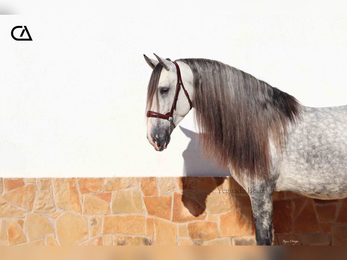 PRE Stallion 7 years 15,2 hh Gray-Dapple in Puerto Lumbreras