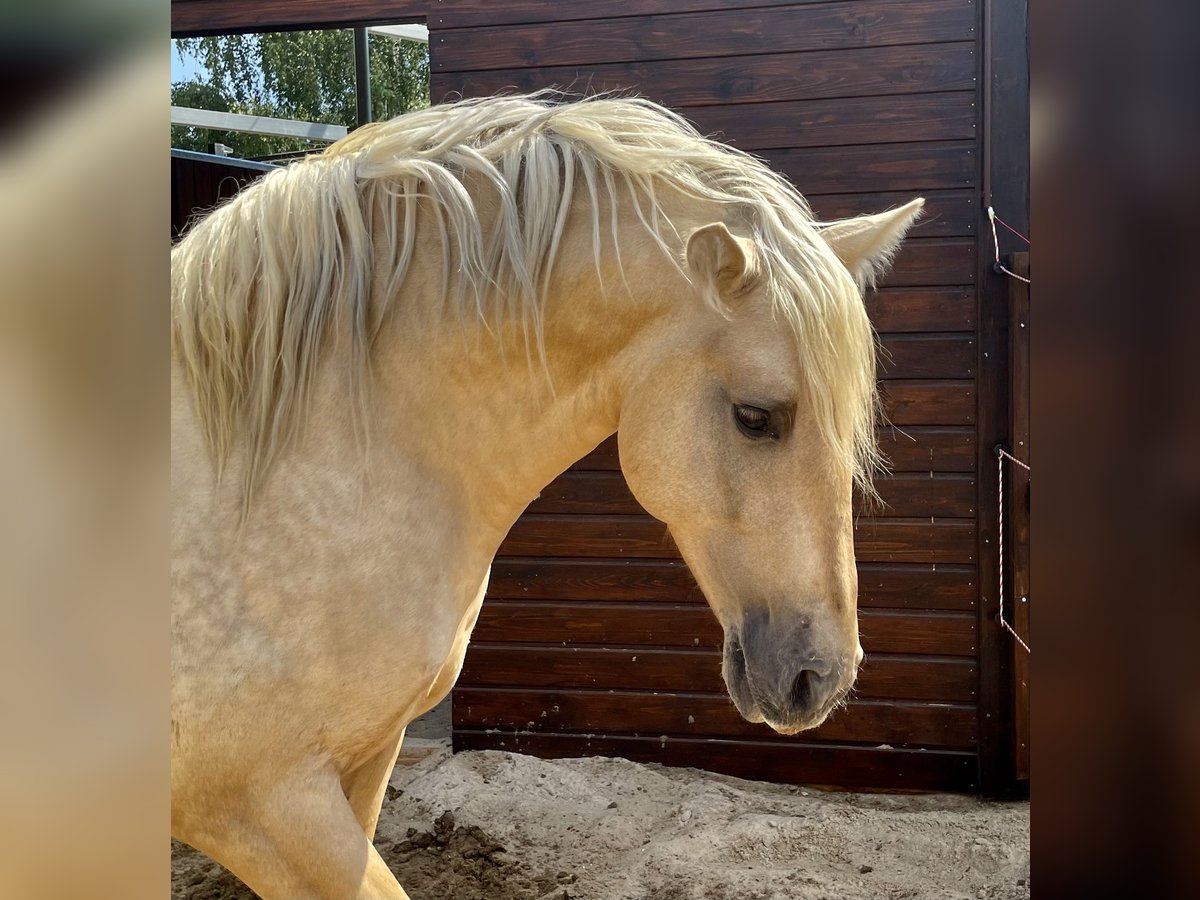 PRE Stallion 7 years 15,1 hh Palomino in Stahnsdorf