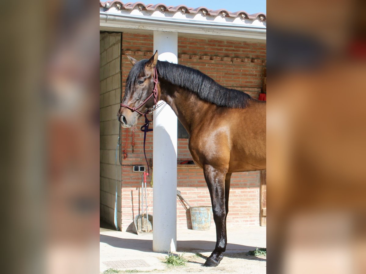 PRE Mix Stallion 7 years 16,1 hh Brown in Zaragoza