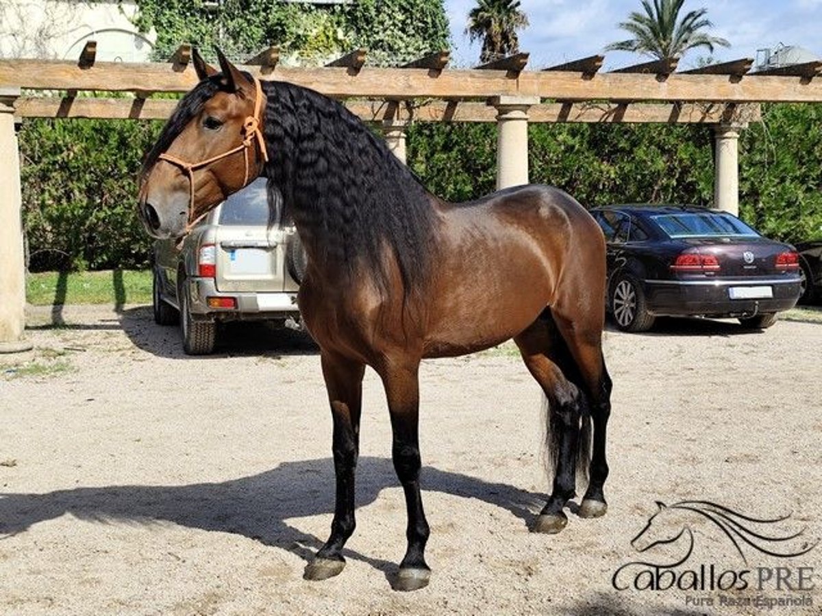 PRE Stallion 7 years 16,1 hh Brown in Palma de Mallorca