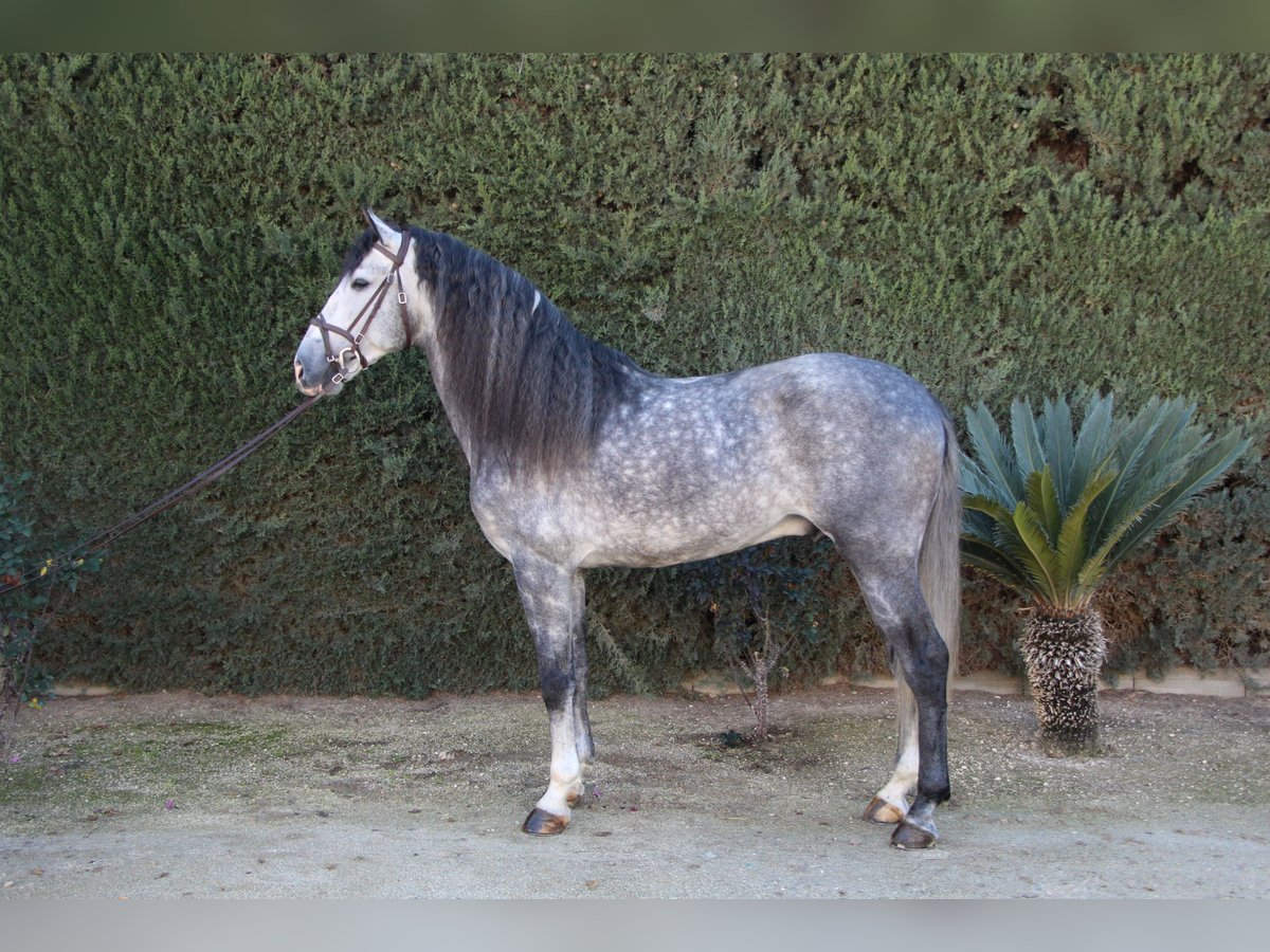 PRE Stallion 7 years 16,2 hh Gray-Dapple in La Rinconada