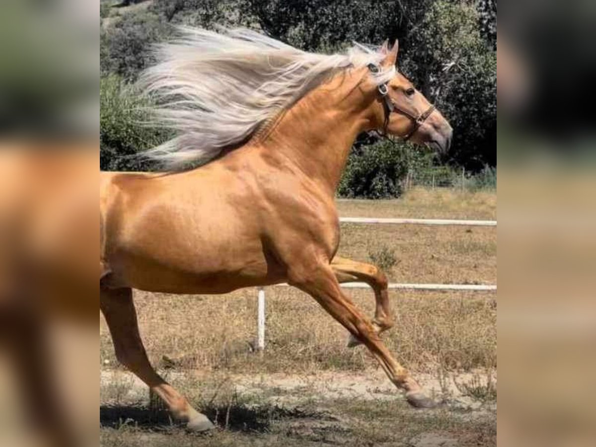 PRE Mix Stallion 7 years 16,2 hh Palomino in Martfeld