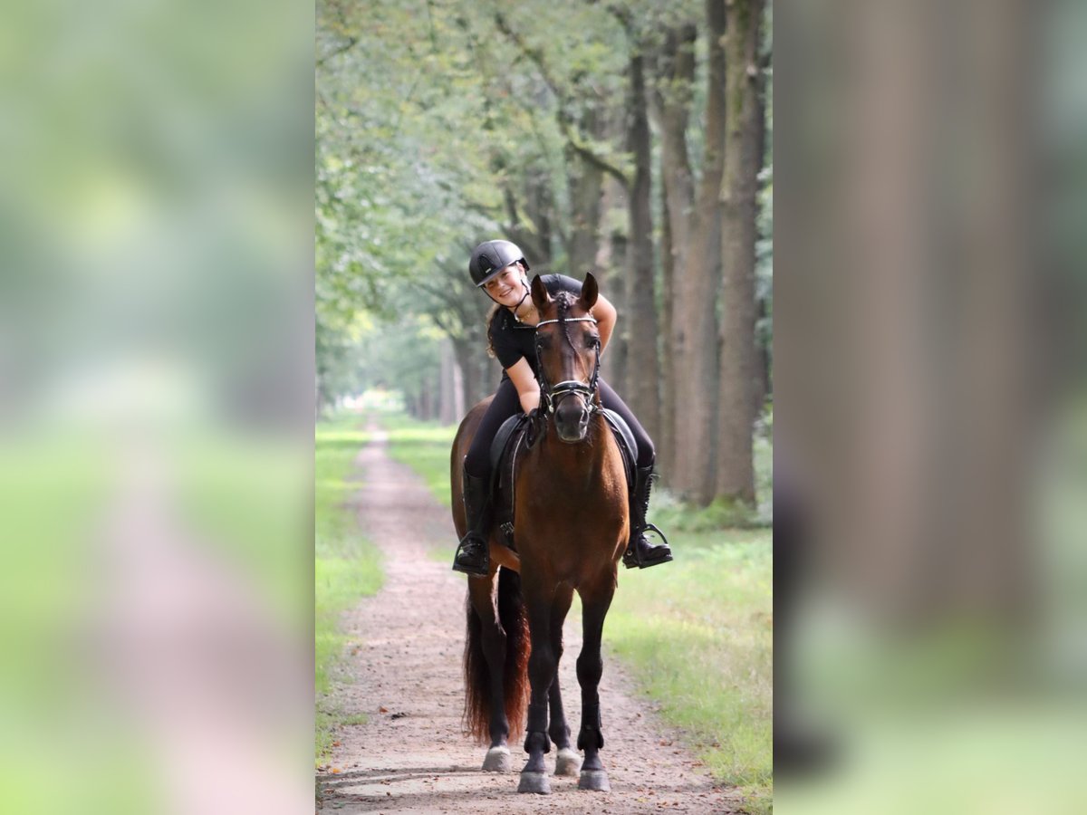 PRE Mix Stallion 7 years 16 hh Brown in Sm