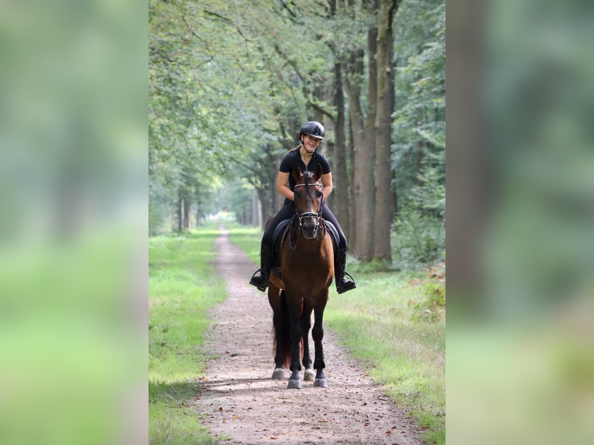 PRE Mix Stallion 7 years 16 hh Brown in Sm