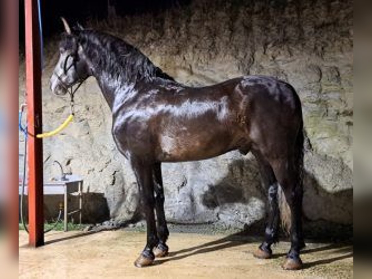 PRE Mix Stallion 7 years 16 hh Gray in Pamplona/Iruña