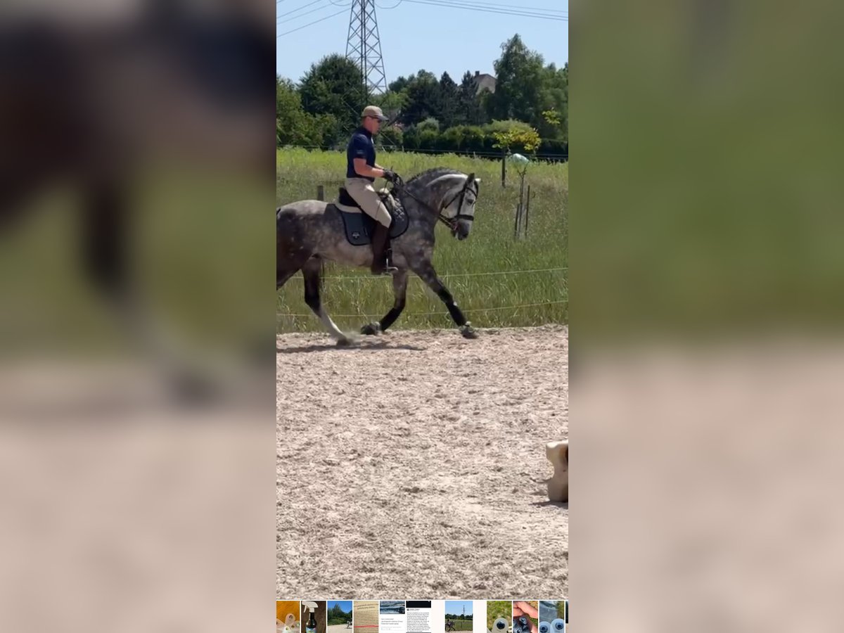 PRE Mix Stallion 7 years 16 hh Grey-Dapple in Zakrz&#xF3;w