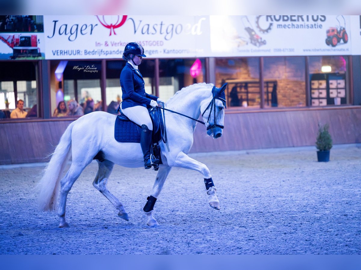 PRE Stallion 7 years 16 hh White in Vinkeveen