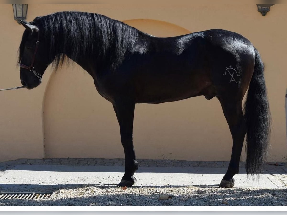 PRE Mix Stallion 7 years 16,1 hh Black in Medellin