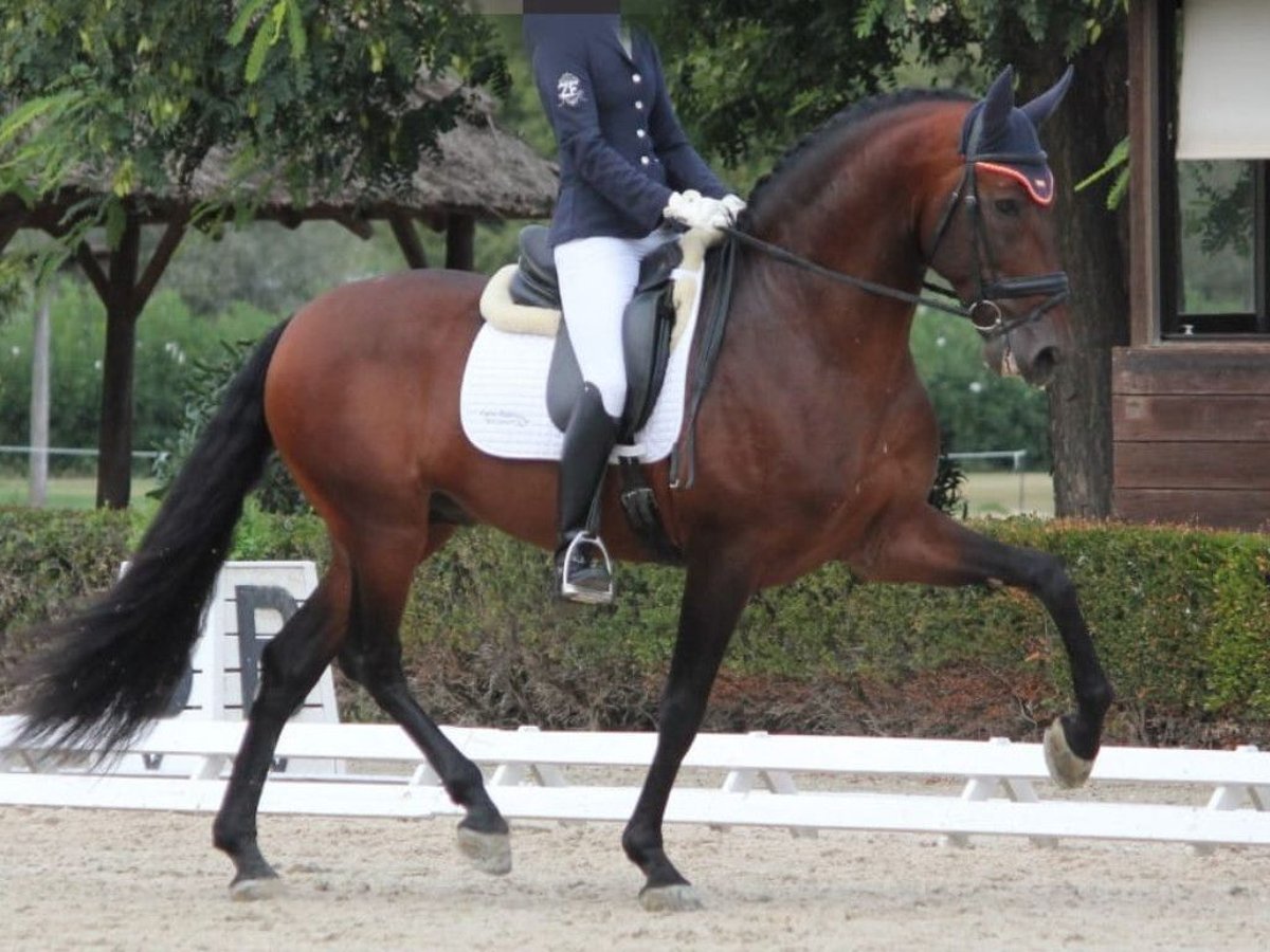 PRE Mix Stallion 7 years 16,1 hh Brown in Navas Del Madroño