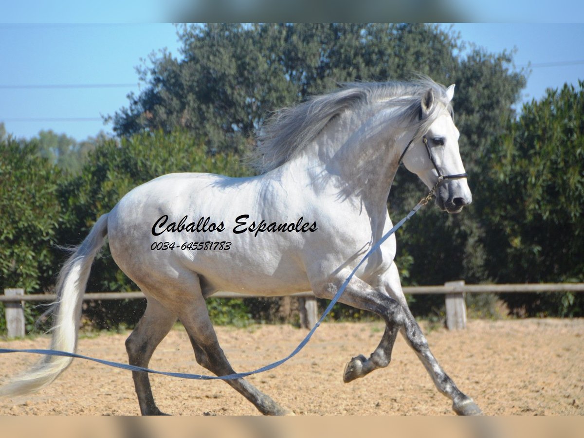 PRE Stallion 7 years 16,1 hh Gray in Vejer de la Frontera
